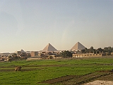 Lupo Egitto 004
